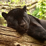 Edinburgh Zoo - Schottland mit Kindern